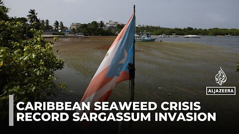 Why Is the Caribbean drowning in a record seaweed invasion_