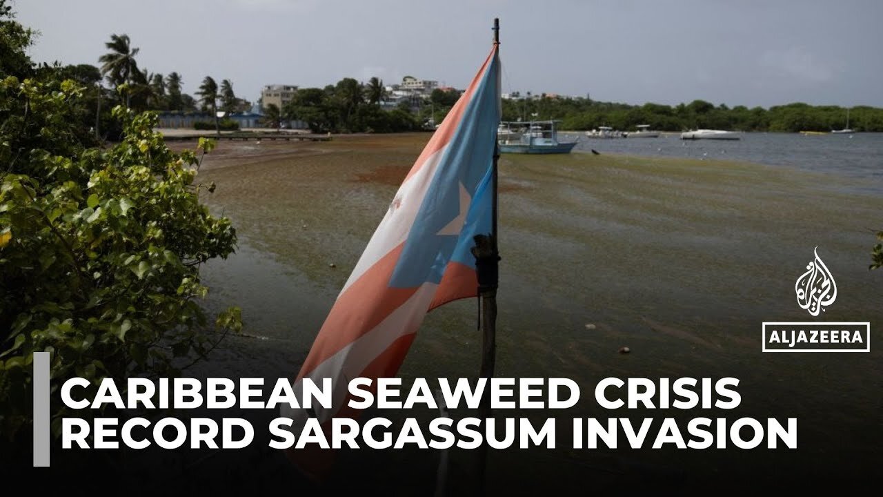 Why Is the Caribbean drowning in a record seaweed invasion_