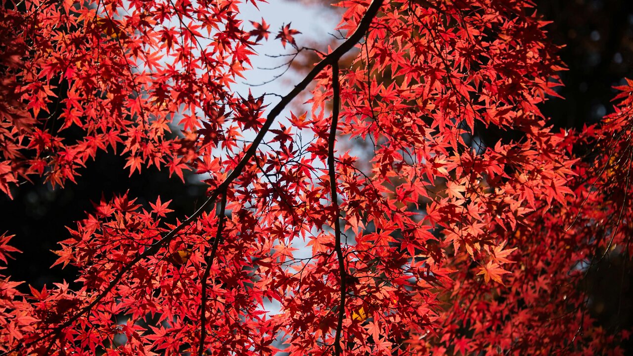 Beautiful recitation of Quran