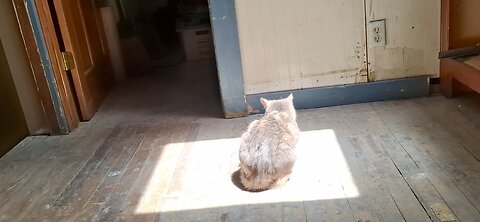 Cat Approves The Skylight