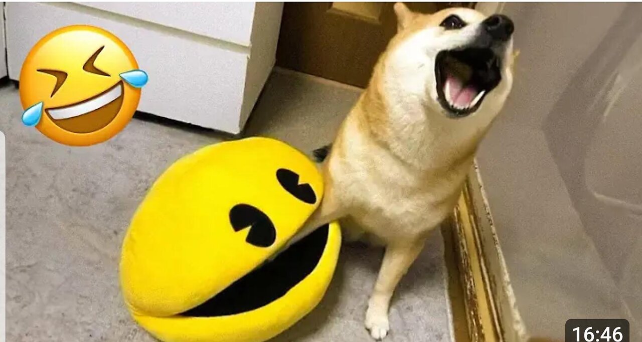 Pets Gone Wild: Hilarious Animal Antics