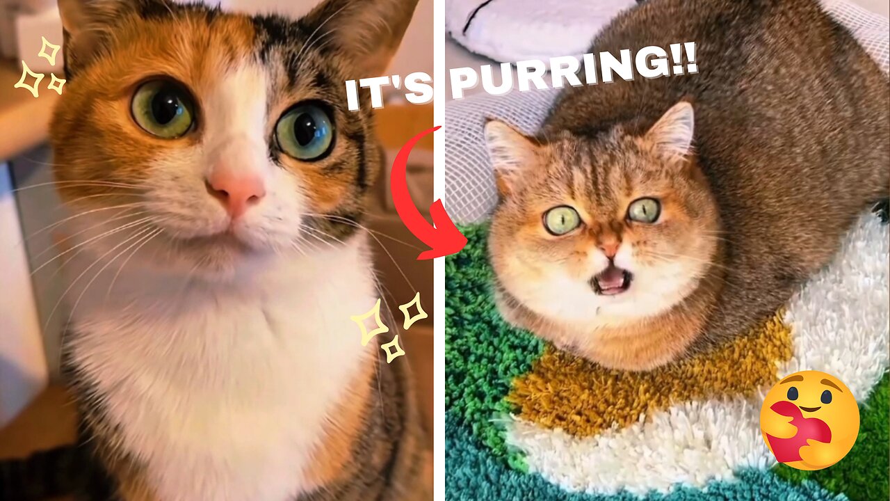 Cats PURRING And MEOWING Compilation | Part 1