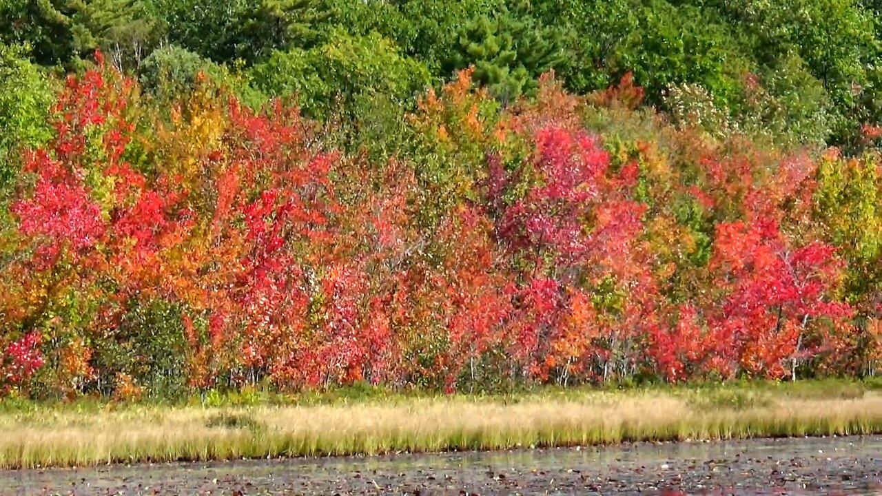 Fall Foliage