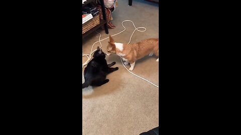 WWE 😼cat vs dog 🐶(who is more powerful?)#funnycat #pet#cat #funny #foyou #petsoftiktok #wwe