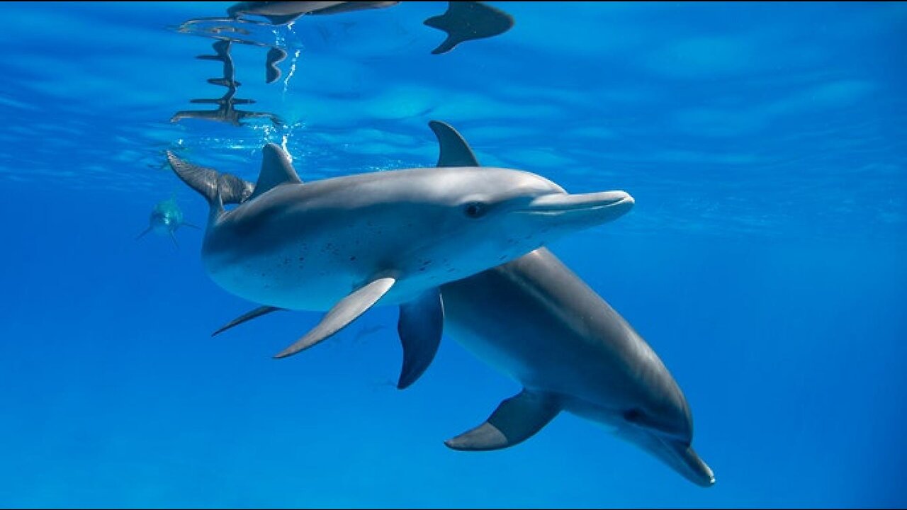 Google working to decode dolphin communication using AI.