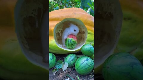 The little rabbit eats watermelon in the pumpkin nest. Debut plan for cute pets. Rabbit. Little cut