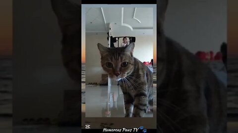 Who Gave These Animals a Comedy Script?