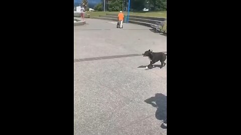 animal funny video