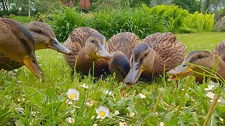The 5 Mallard Duck Ducklings Are Already Trying to Fly