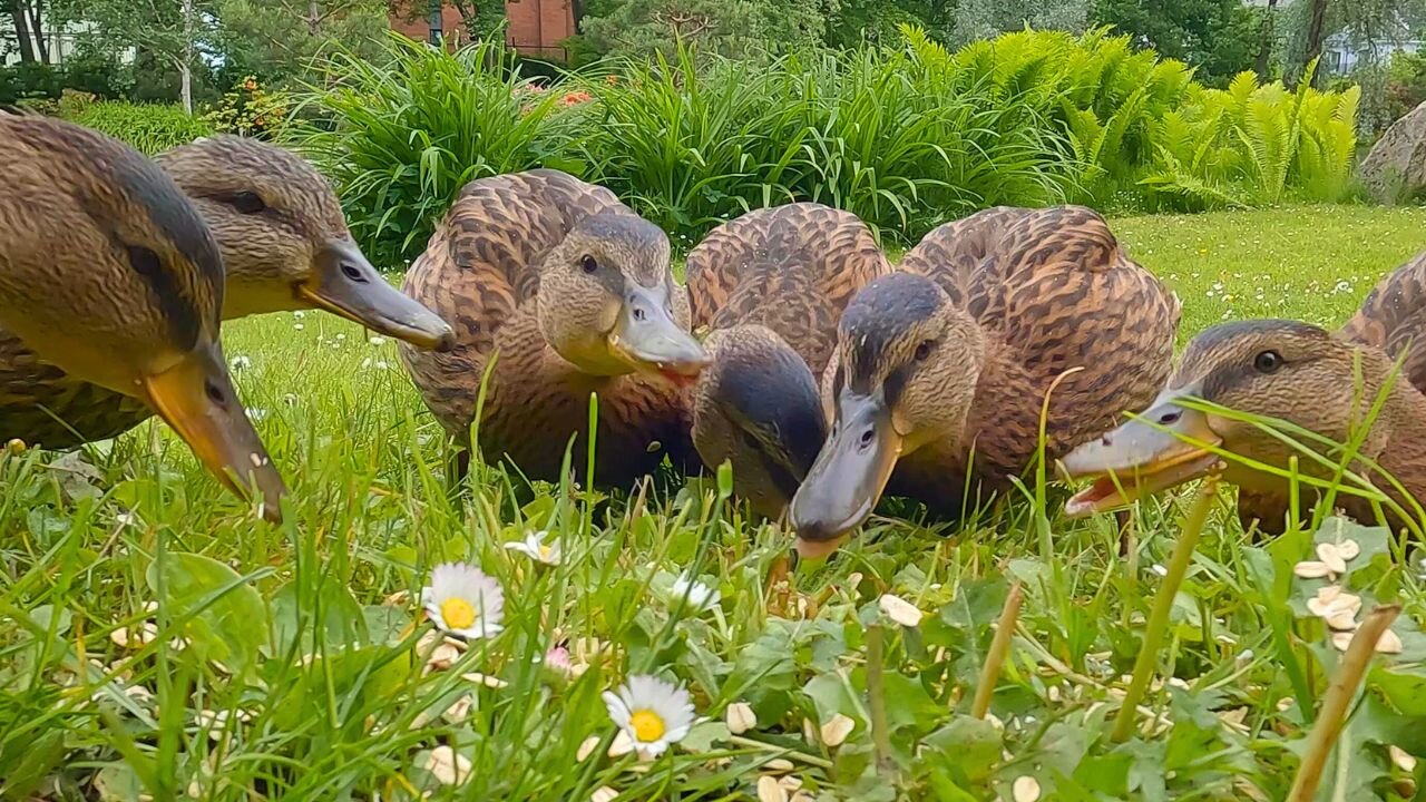 The 5 Mallard Duck Ducklings Are Already Trying to Fly