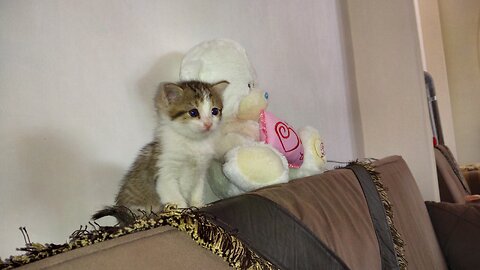 بچه گربه بازیگوش