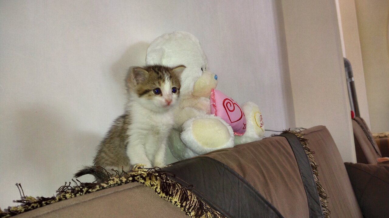 بچه گربه بازیگوش