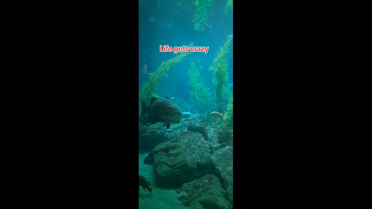 A beautiful life?