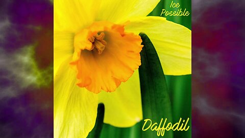 Song: Daffodil by Ice Possible
