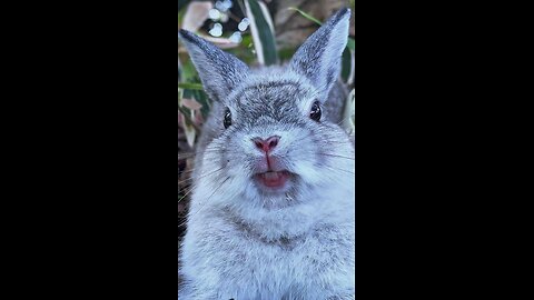 Guess what, bunny? Salad again… surprise!