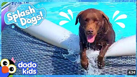 Goofy Dog Keeps Spilling All The Pool Water! | Dodo Kids | Splash Dogs