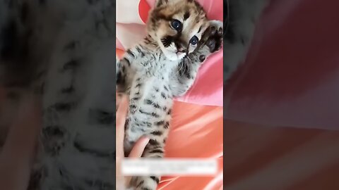 The man thought he found the kitten and that turned out to be a real puma