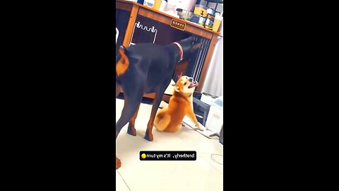 Try not to laugh 😂😂😂😂😂