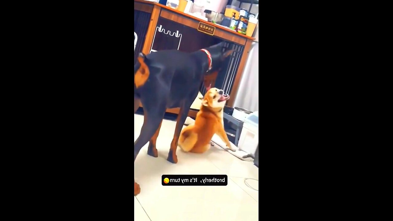 Try not to laugh 😂😂😂😂😂