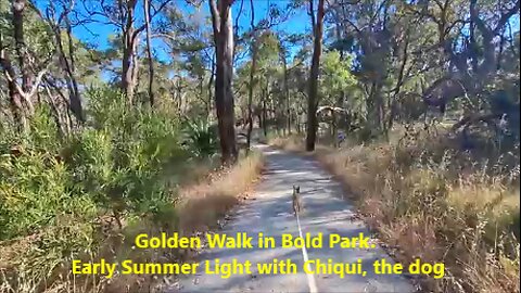 Golden Walk in Bold Park, Perth, Australia. Early Summer Light with Chiqui, the dog.