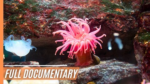 Indo-Pacific: The world of the Sulu Sea | Full Documentary