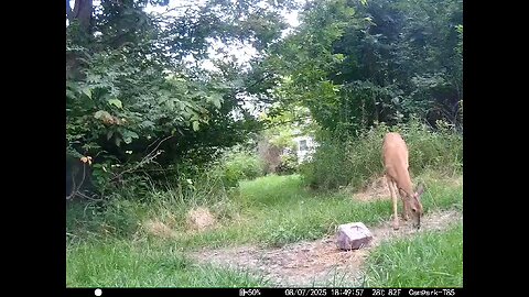 Deer Cam 08-07-2025 Does And Fawn Game Cam Trail Cam