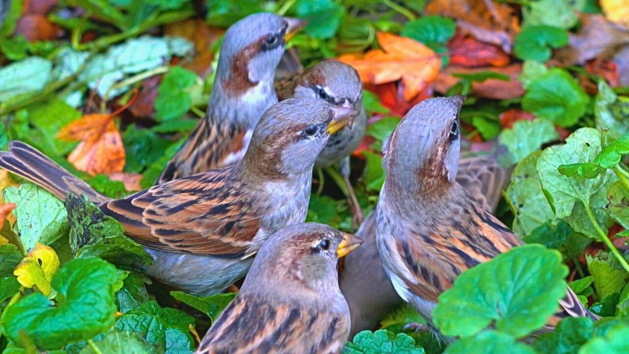 House Sparrows Feeding Amongst Leaves and Greens