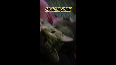 Mr Handsome Kitty is Such a Good Cat So Cute