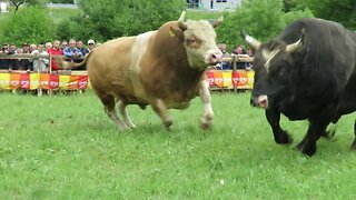 Baljan od Alića vs Srnota od Herce Ilijaš 2025