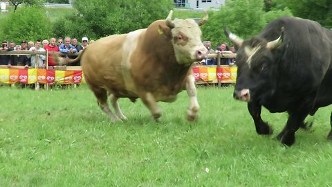 Baljan od Alića vs Srnota od Herce Ilijaš 2025