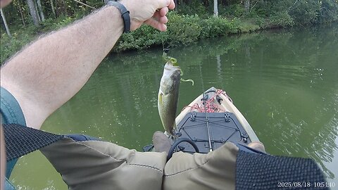 2 small Bass, BT Brown
