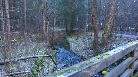 Into the Wild | Hiking through the Heart of the Forest