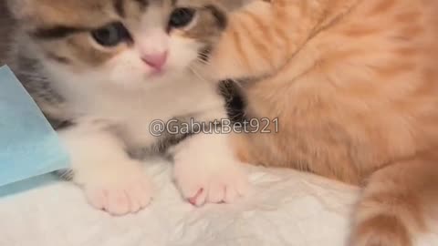 funny cat