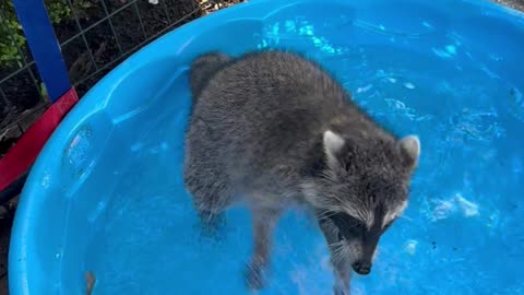 Summer Water Hose Fun With Young Raccoon