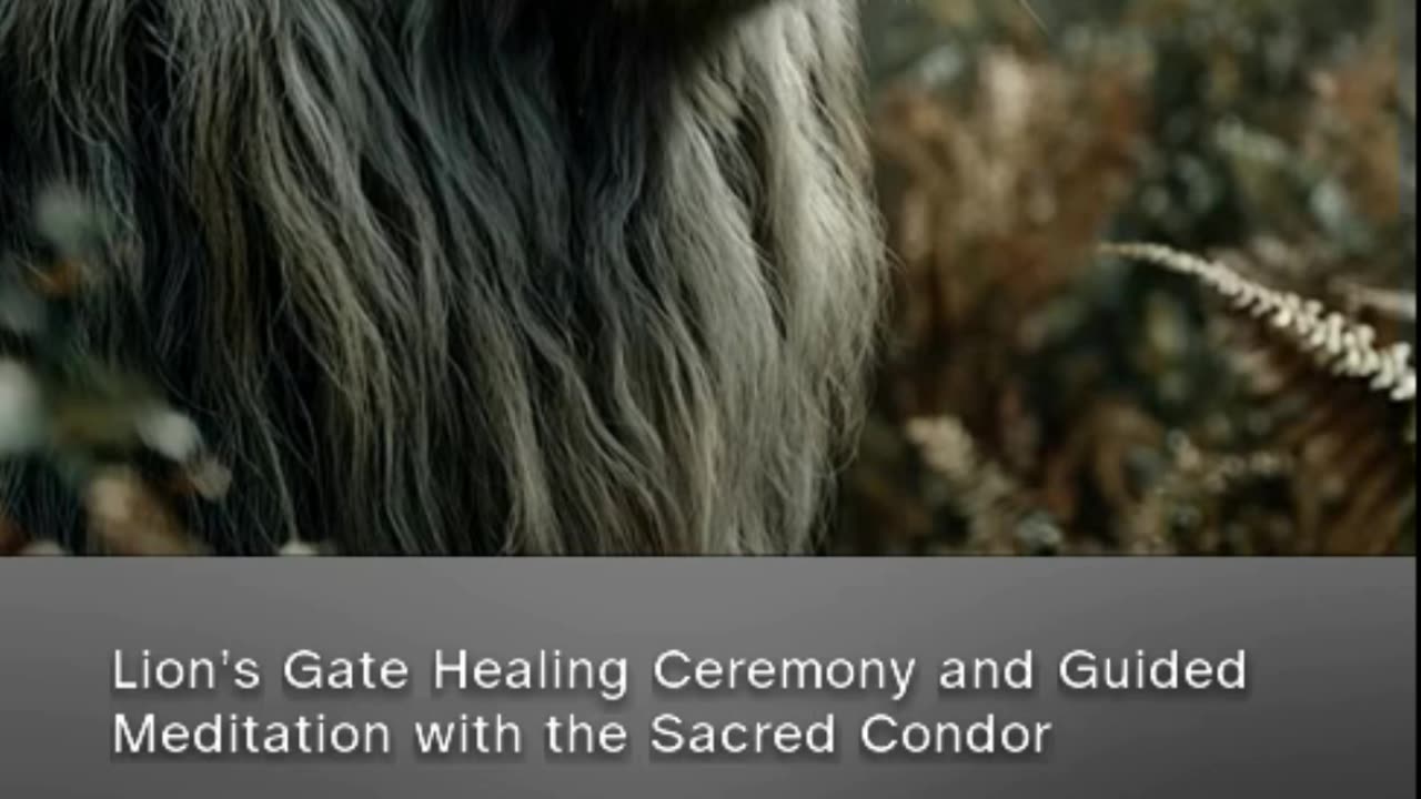 Lions Gate Healing Ceremony and Guided Meditation with the Sacred Condor (clip from patreon) 🙏🕉