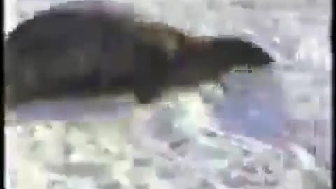 The Secret Land - Antarctica (1948)