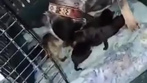 🐶😂 You're a Pupling Now! | FunFM