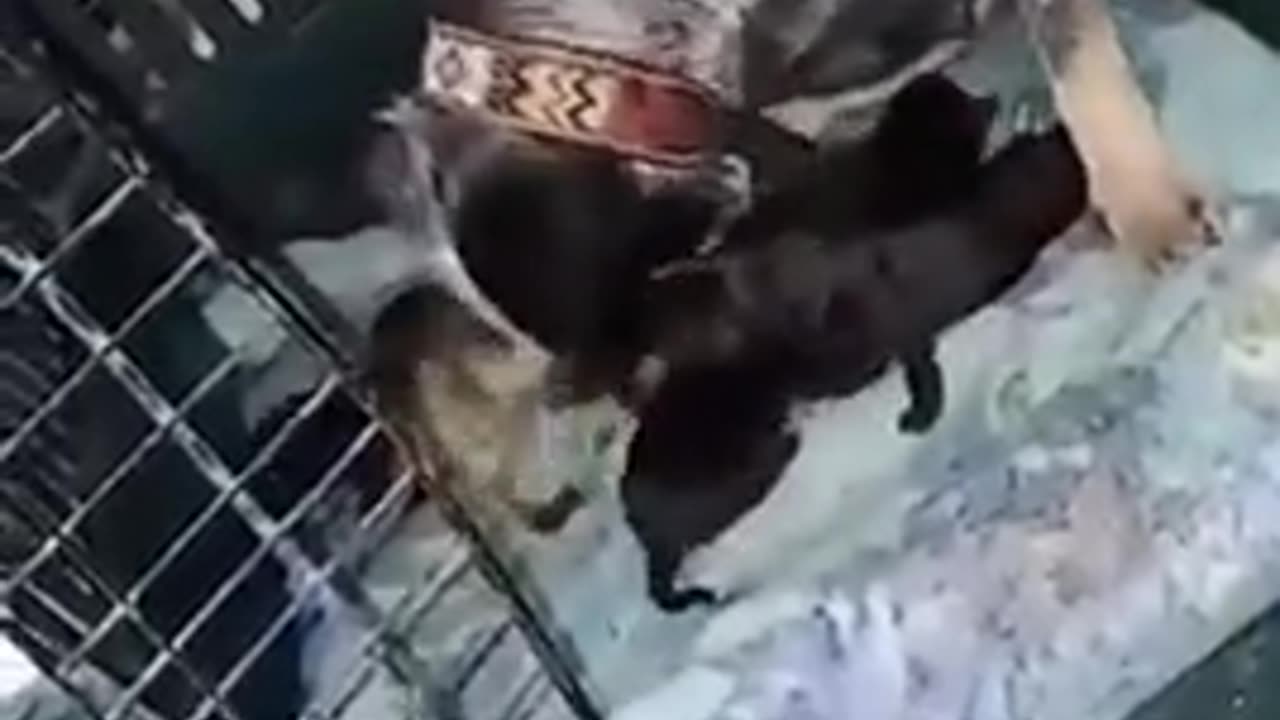 🐶😂 You're a Pupling Now! | FunFM