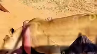 Rescued animals reunite with their beloved humans