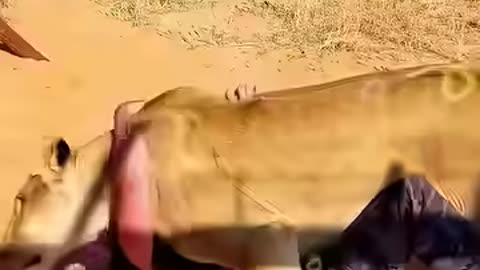 Rescued animals reunite with their beloved humans