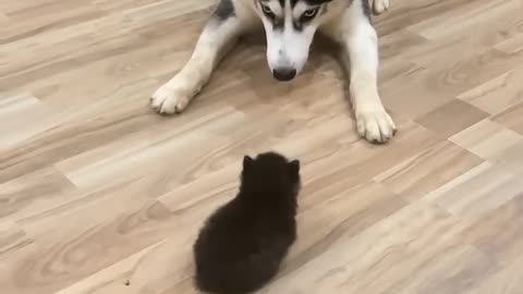 🐶 Dog Playfully Teases Tiny Pet | Funny Animal Short