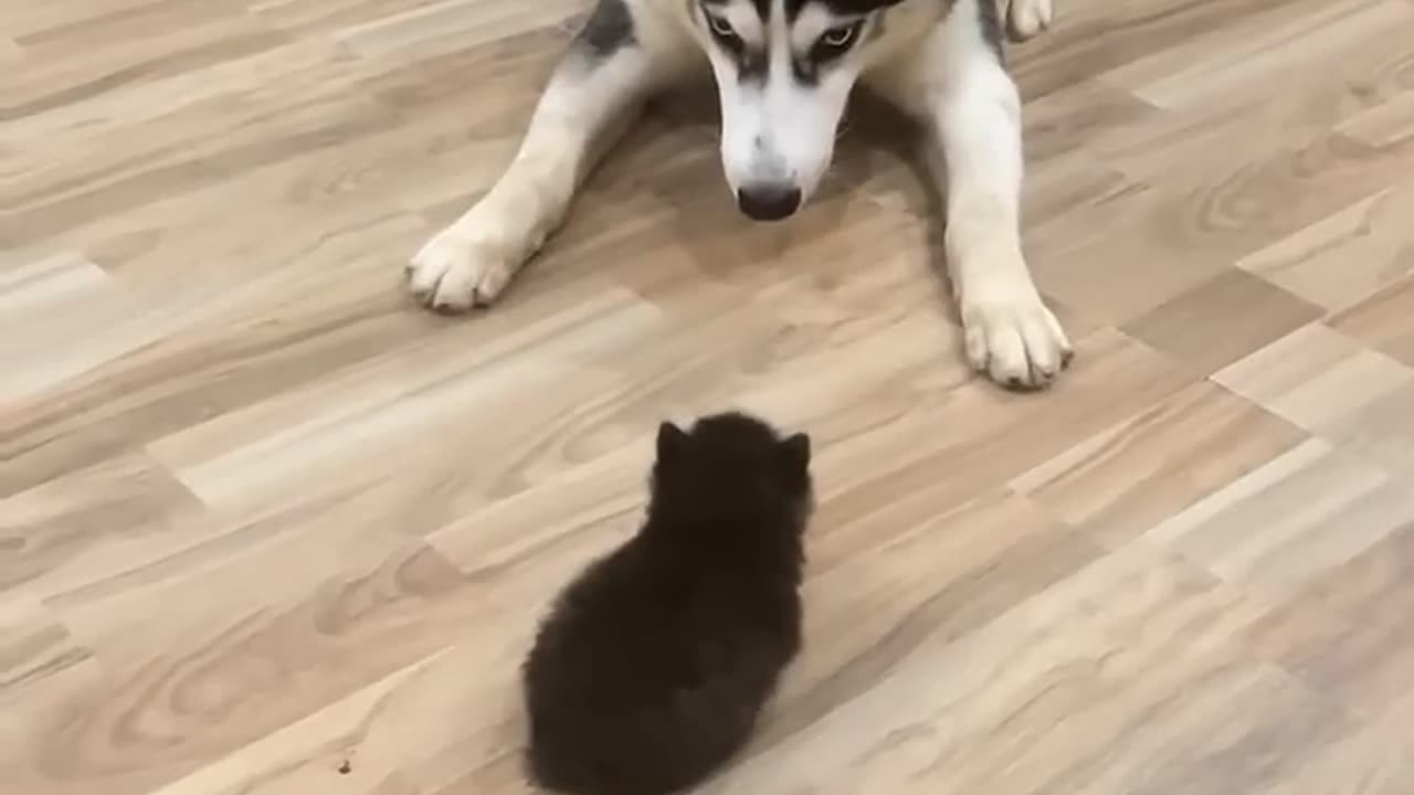 🐶 Dog Playfully Teases Tiny Pet | Funny Animal Short