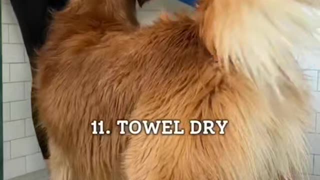 How to Groom a Golden Retriever