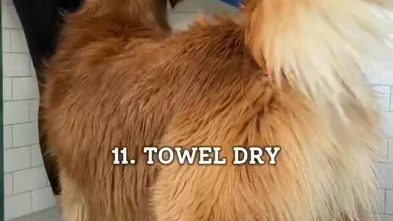 How to Groom a Golden Retriever