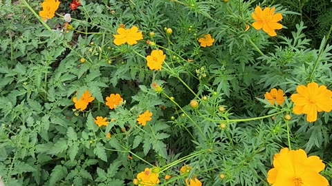 Skunk Hollow Rose Gardens Cares:
