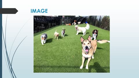 Best Dog Day Care Center in Whampoa