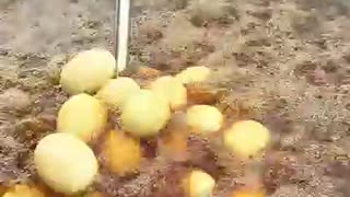 Amazing: How to crispy egg with chili salt recipe #cooking #shorts #short #recip