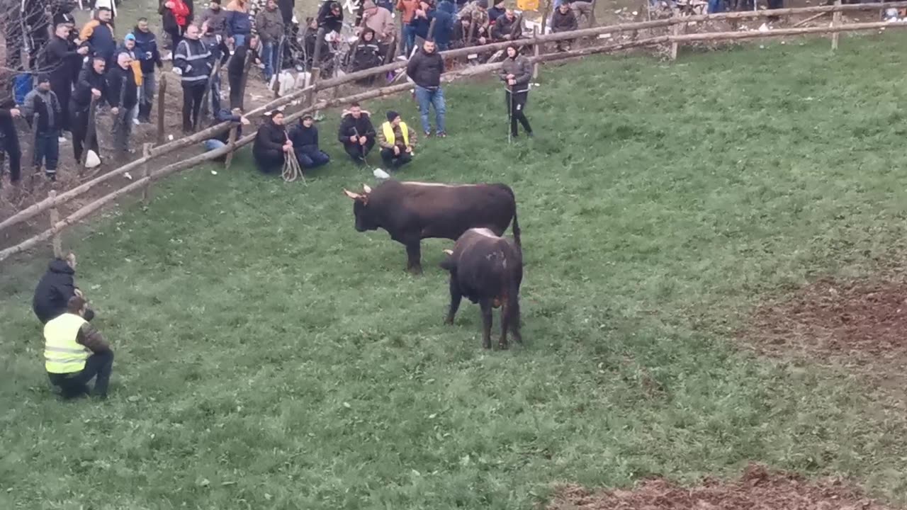 Zeko Malj od Alibašića vs Kroki od Huskanovića