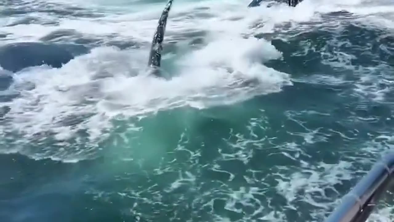 🐋🌊 Amazing Humpback Whales Breach in Sync! | FeedMyCuriosity