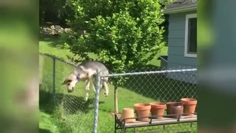 Try Not To Laugh Challenge: Funniest Cats & Dogs of 2024! 😁🐾